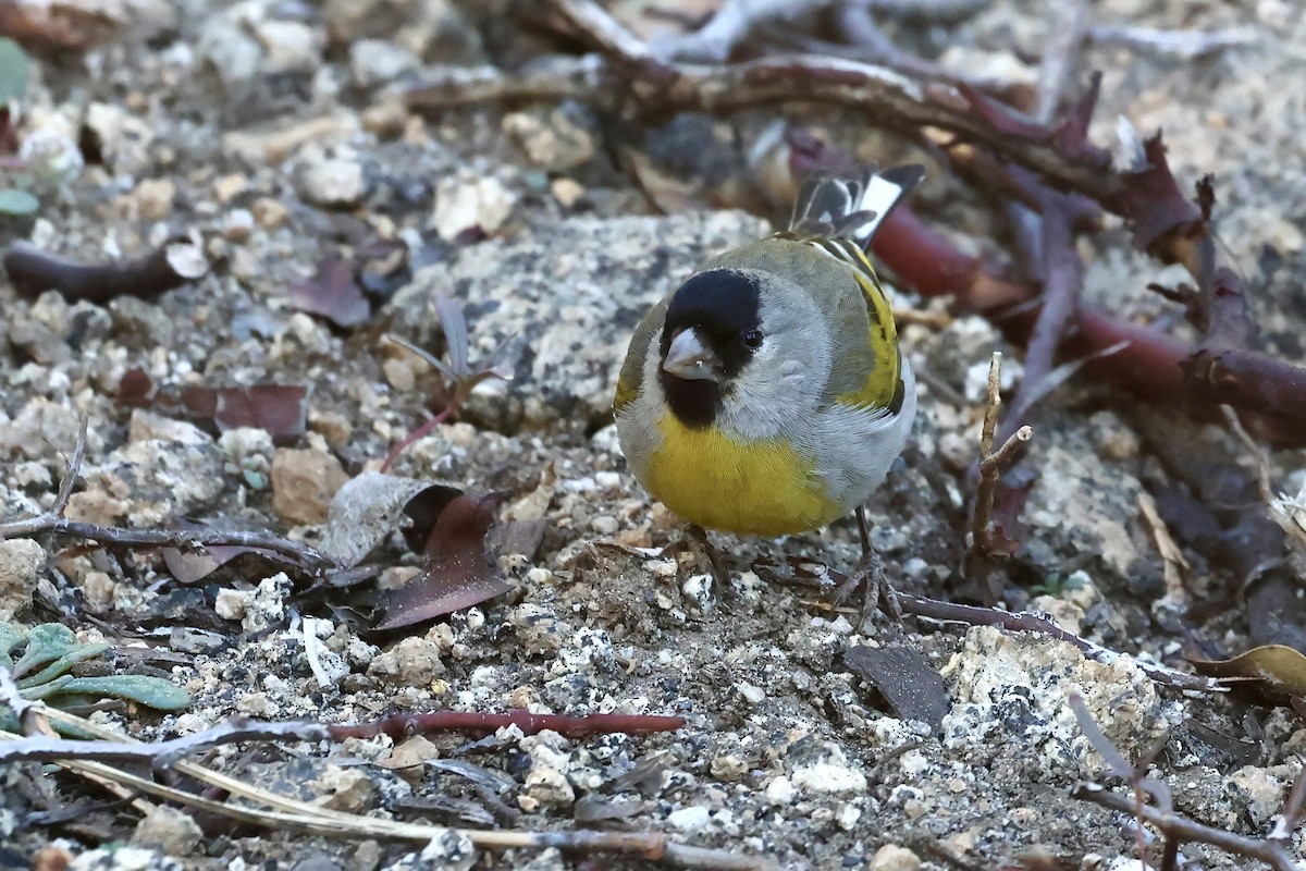 Lawrence's Goldfinch - ML619503522