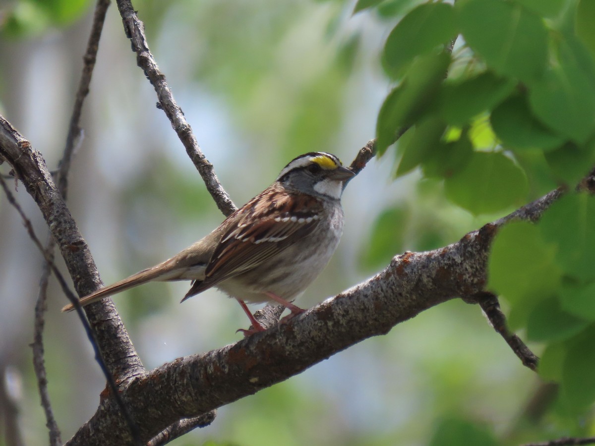 White-throated Sparrow - ML619503551