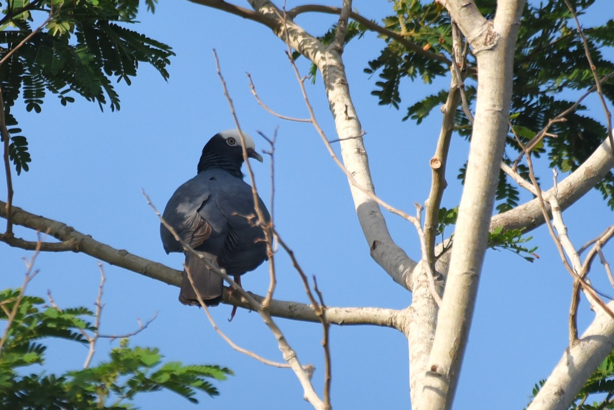 White-crowned Pigeon - ML619503578