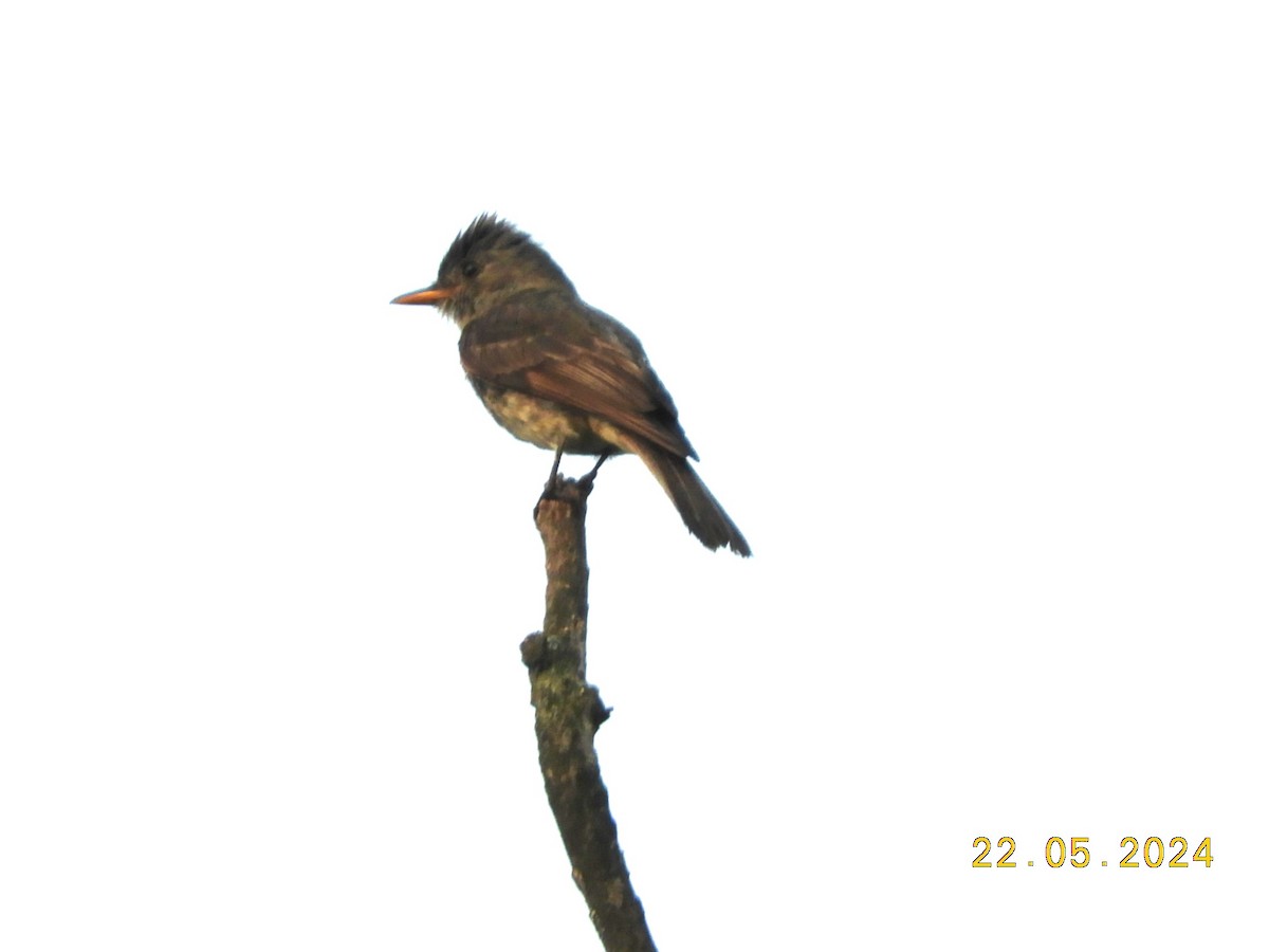 Greater Pewee - ML619503606