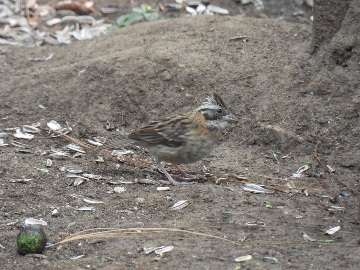 Rufous-collared Sparrow - ML619503650