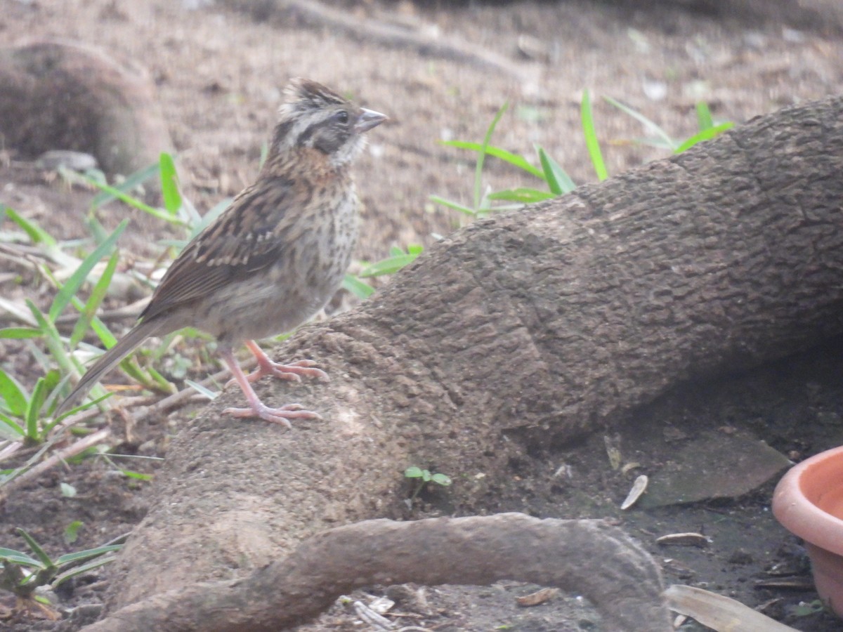 Rufous-collared Sparrow - ML619503651