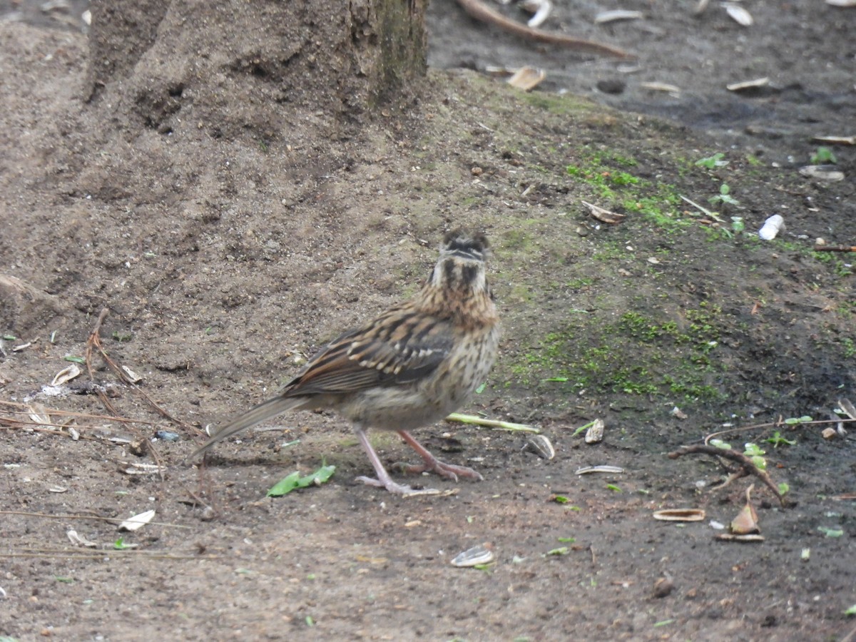 Rufous-collared Sparrow - ML619503654
