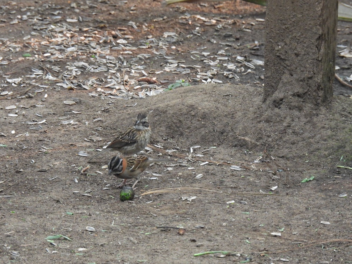Rufous-collared Sparrow - ML619503655