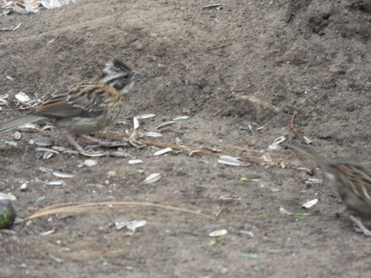 Rufous-collared Sparrow - ML619503656