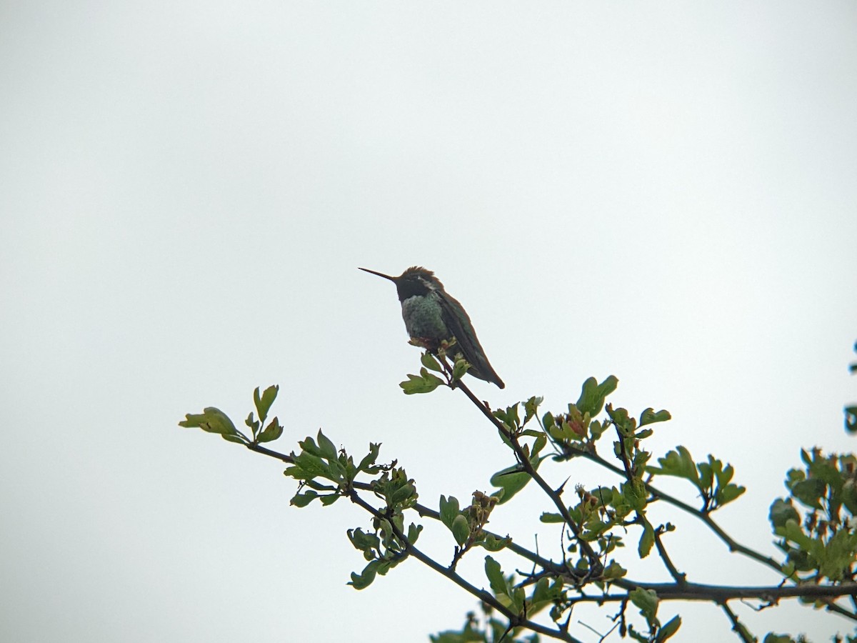 Anna's Hummingbird - ML619503661