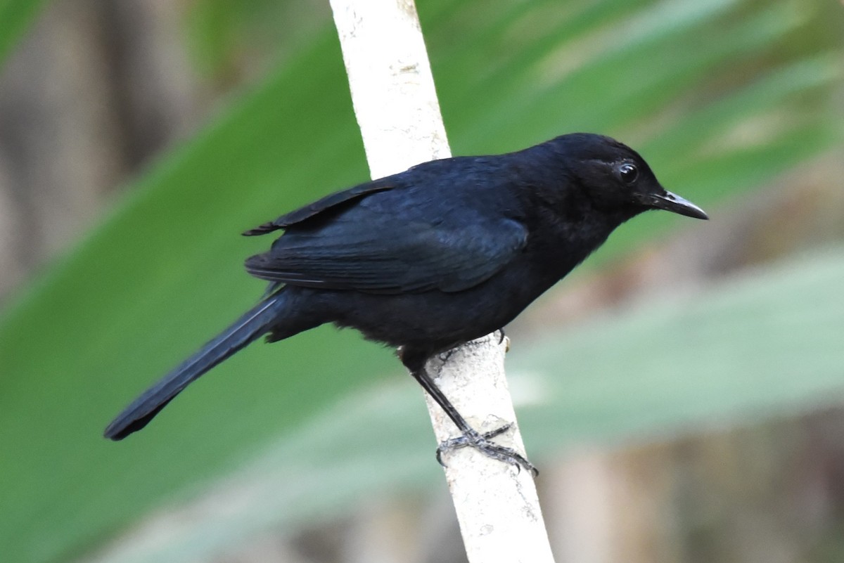 Black Catbird - ML619503681