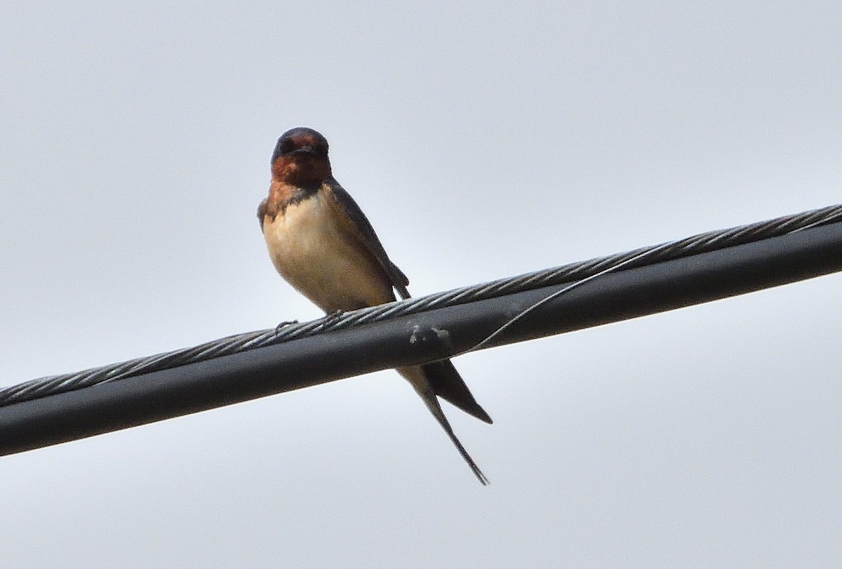 Barn Swallow - ML619503687