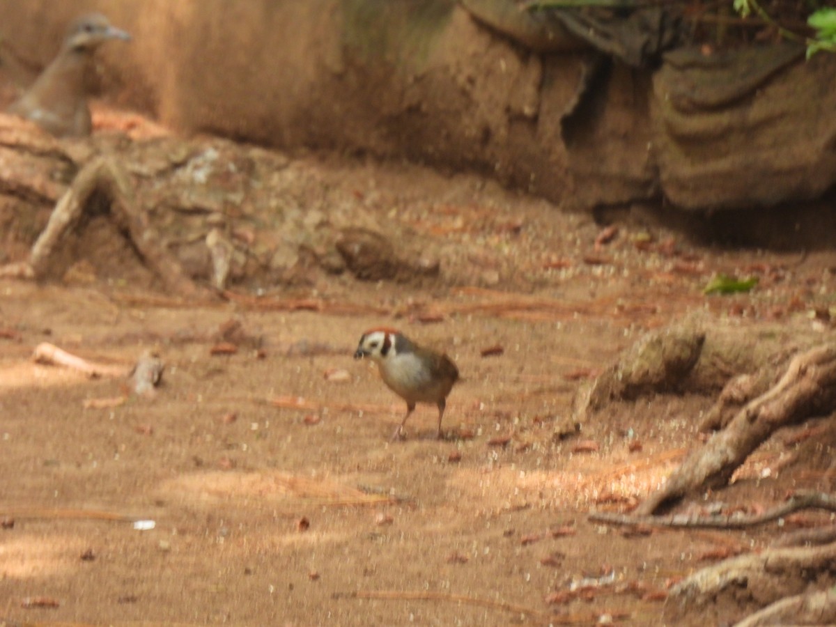 White-faced Ground-Sparrow - ML619503703