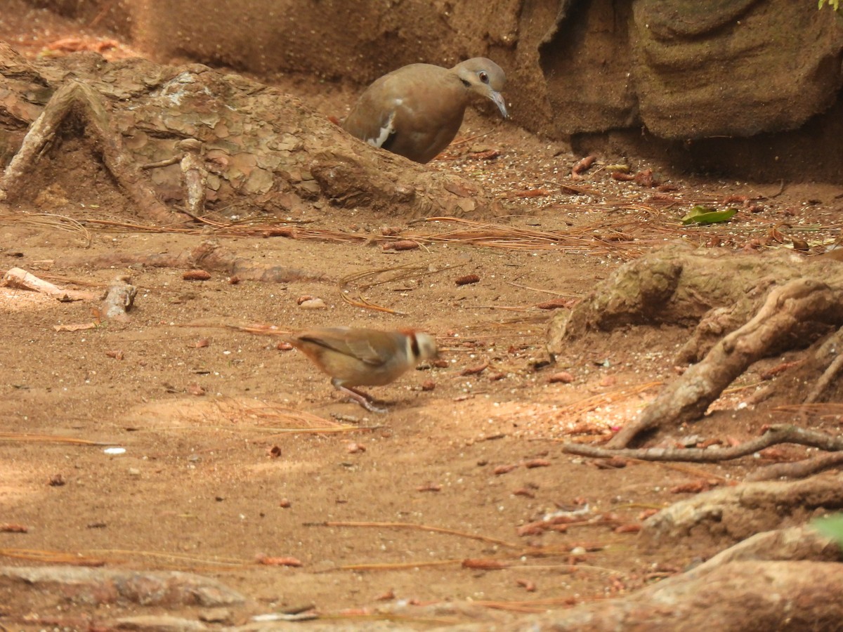 White-faced Ground-Sparrow - ML619503705