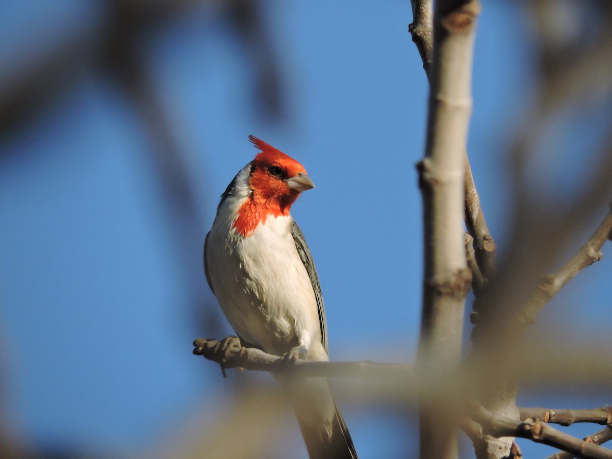 Red-crested Cardinal - ML619503757