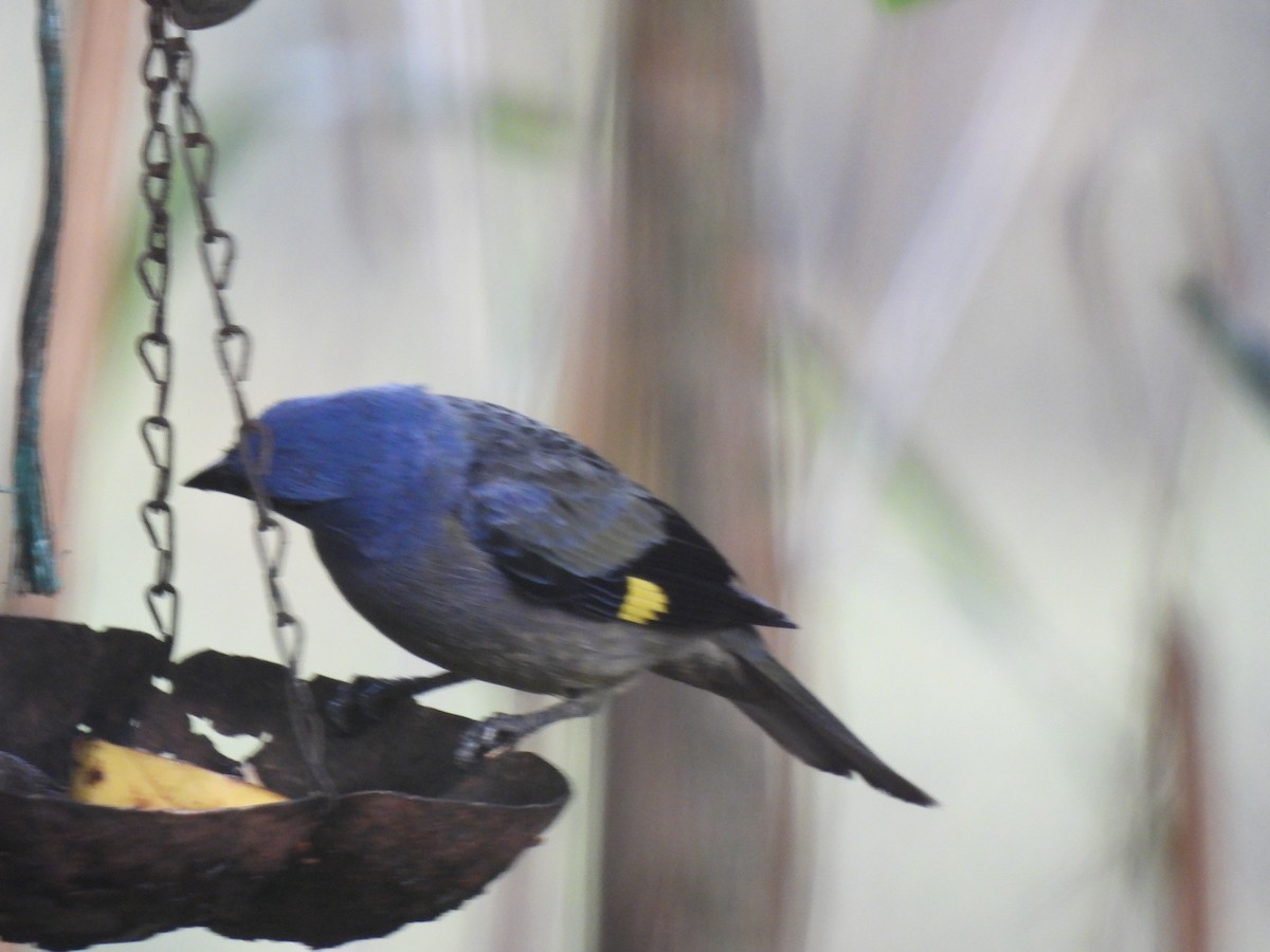 Blue-gray Tanager - ML619503778