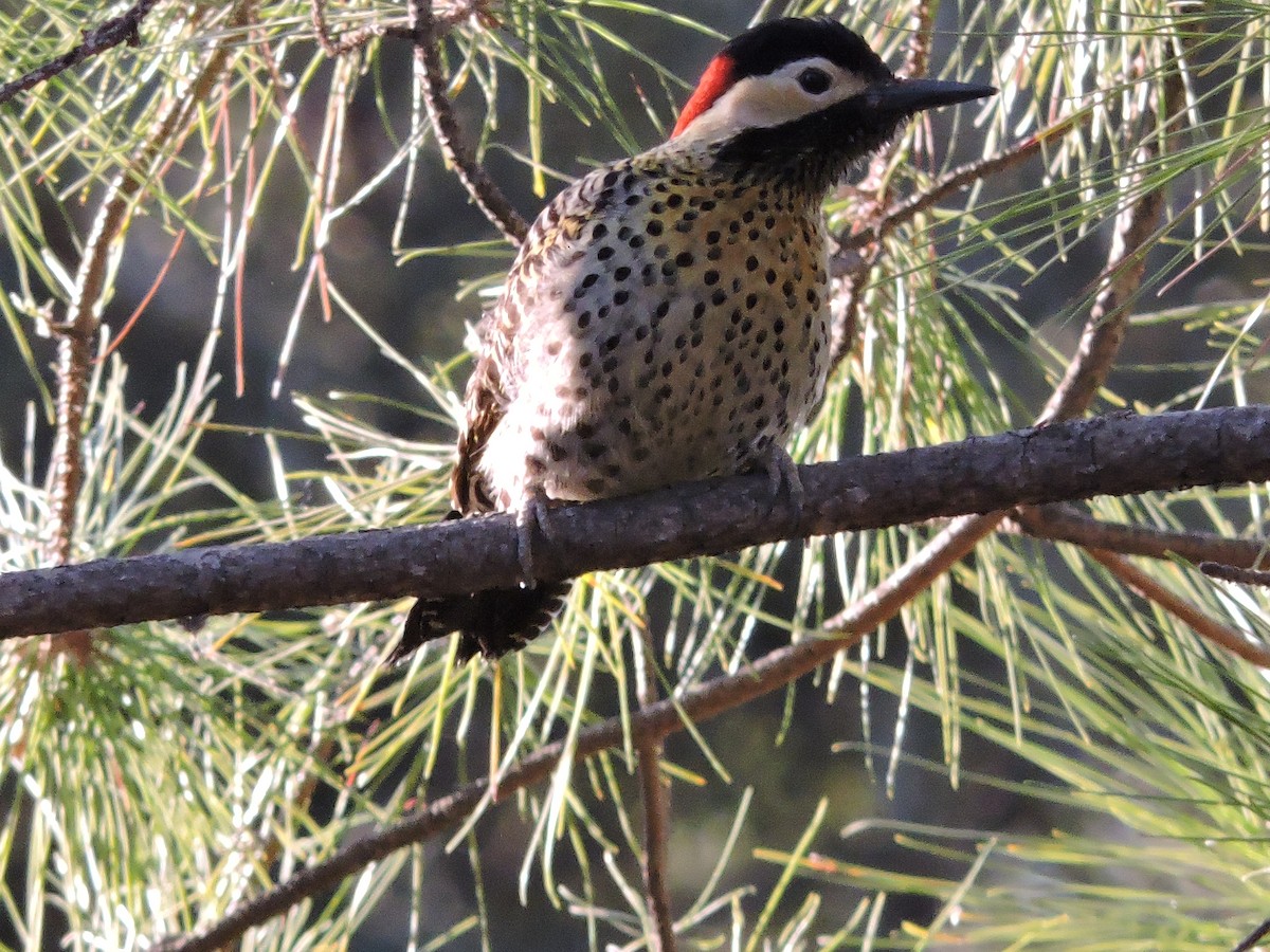 Green-barred Woodpecker - ML619503780