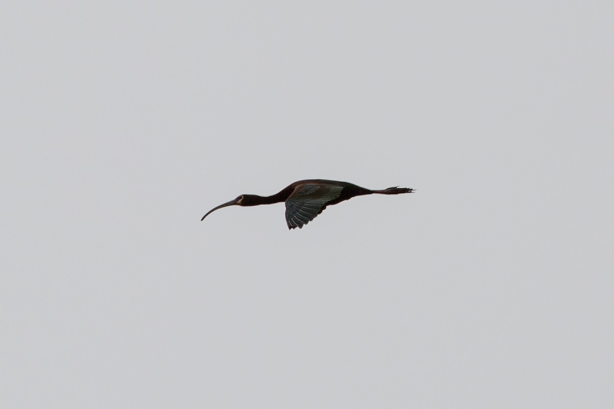ibis americký - ML619503788