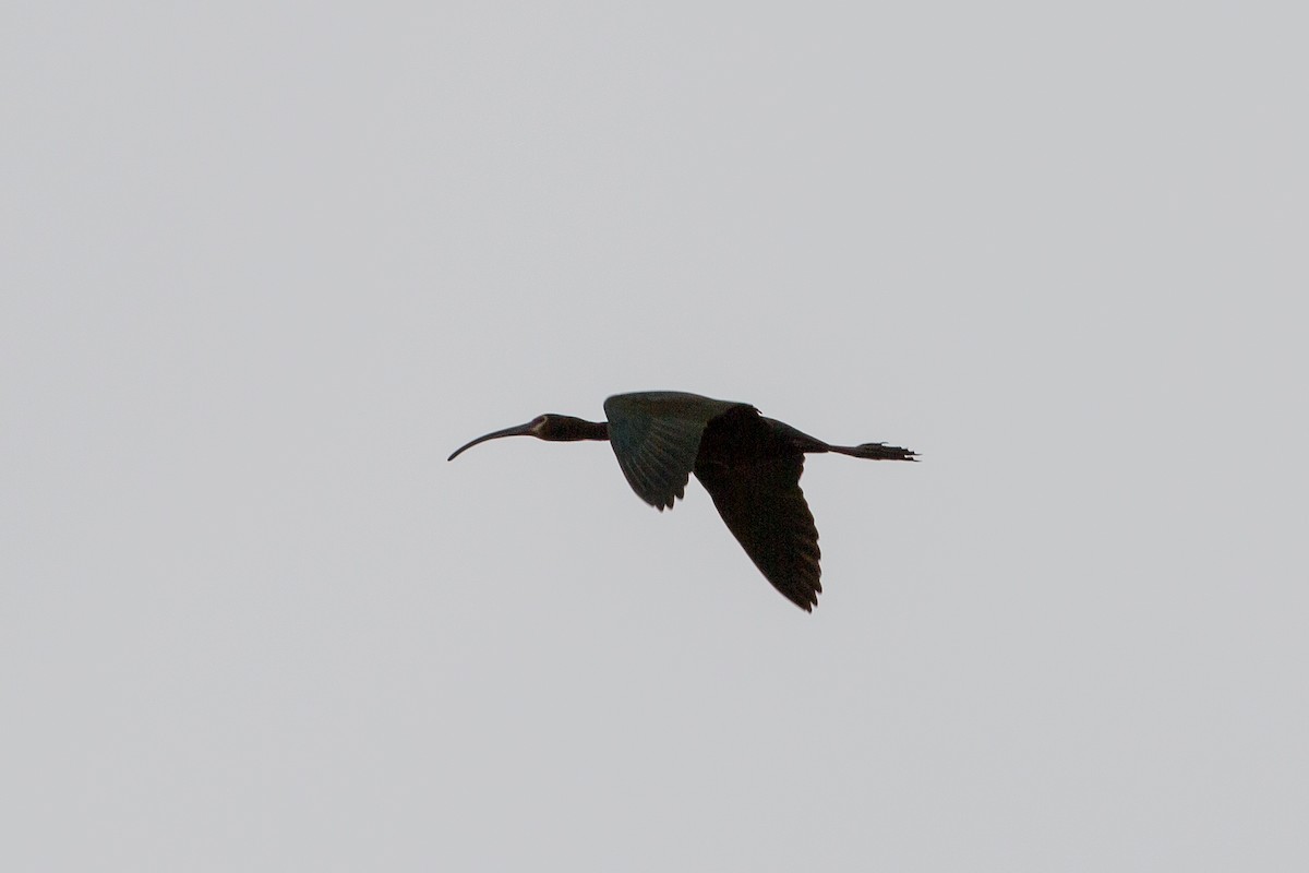 ibis americký - ML619503789