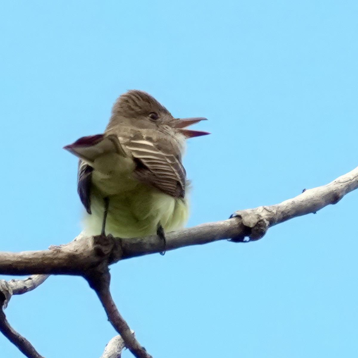 Great Crested Flycatcher - ML619503798