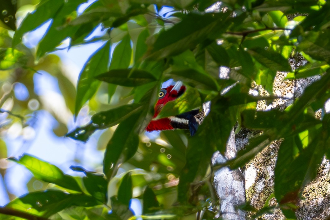 Pale-billed Woodpecker - ML619503811