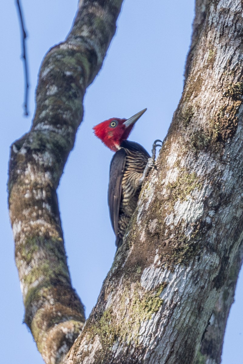 Pale-billed Woodpecker - ML619503813