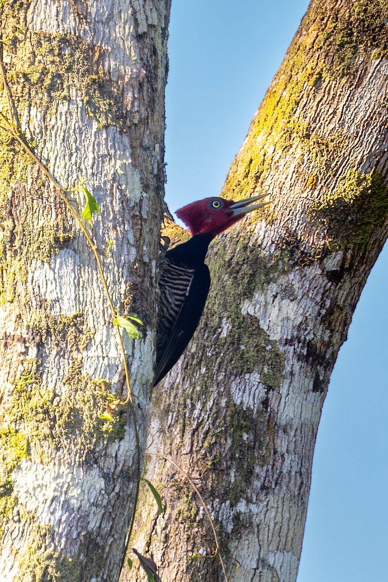 Pale-billed Woodpecker - ML619503818