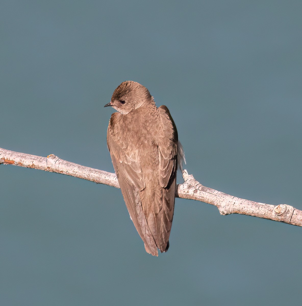 Northern Rough-winged Swallow - ML619503859