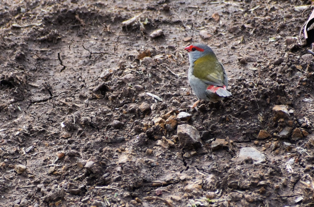 Red-browed Firetail - ML619503900