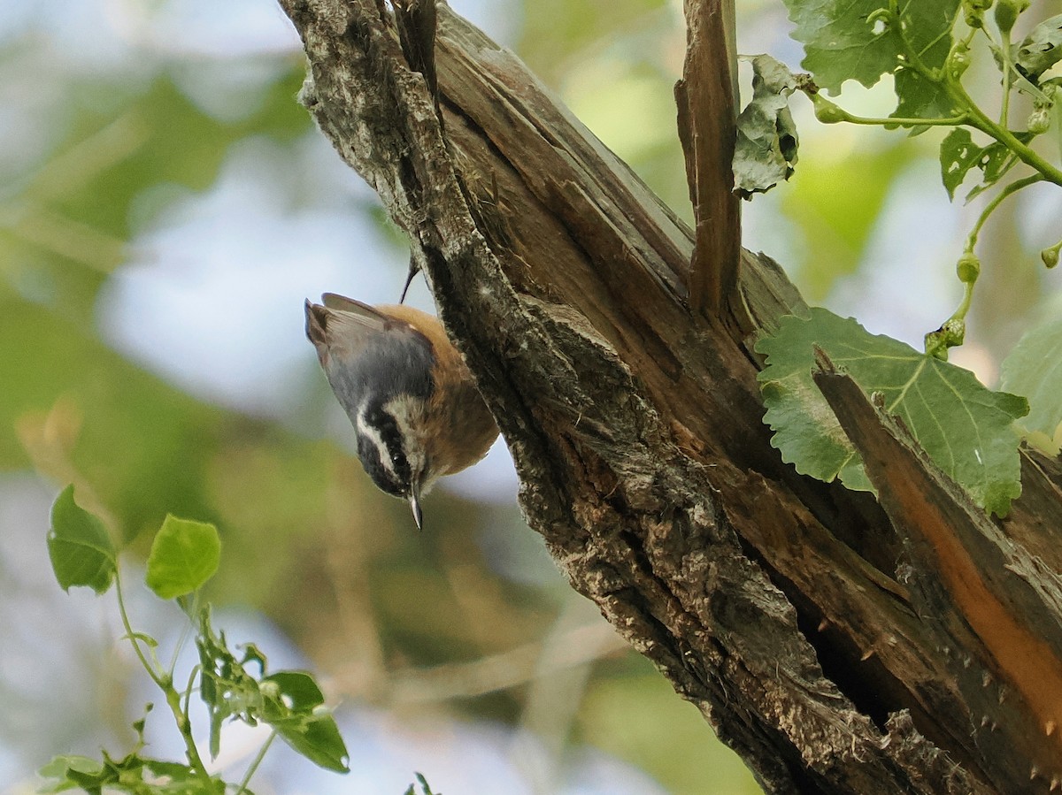 Red-breasted Nuthatch - ML619503901
