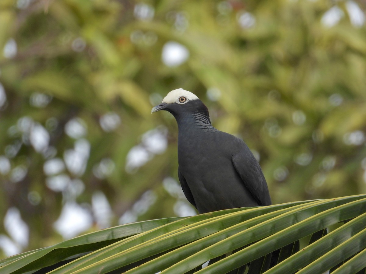 White-crowned Pigeon - ML619503913