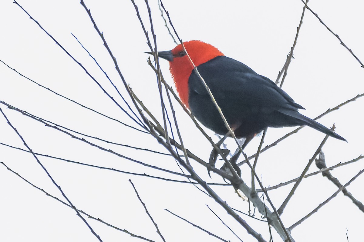 Scarlet-headed Blackbird - ML619503921