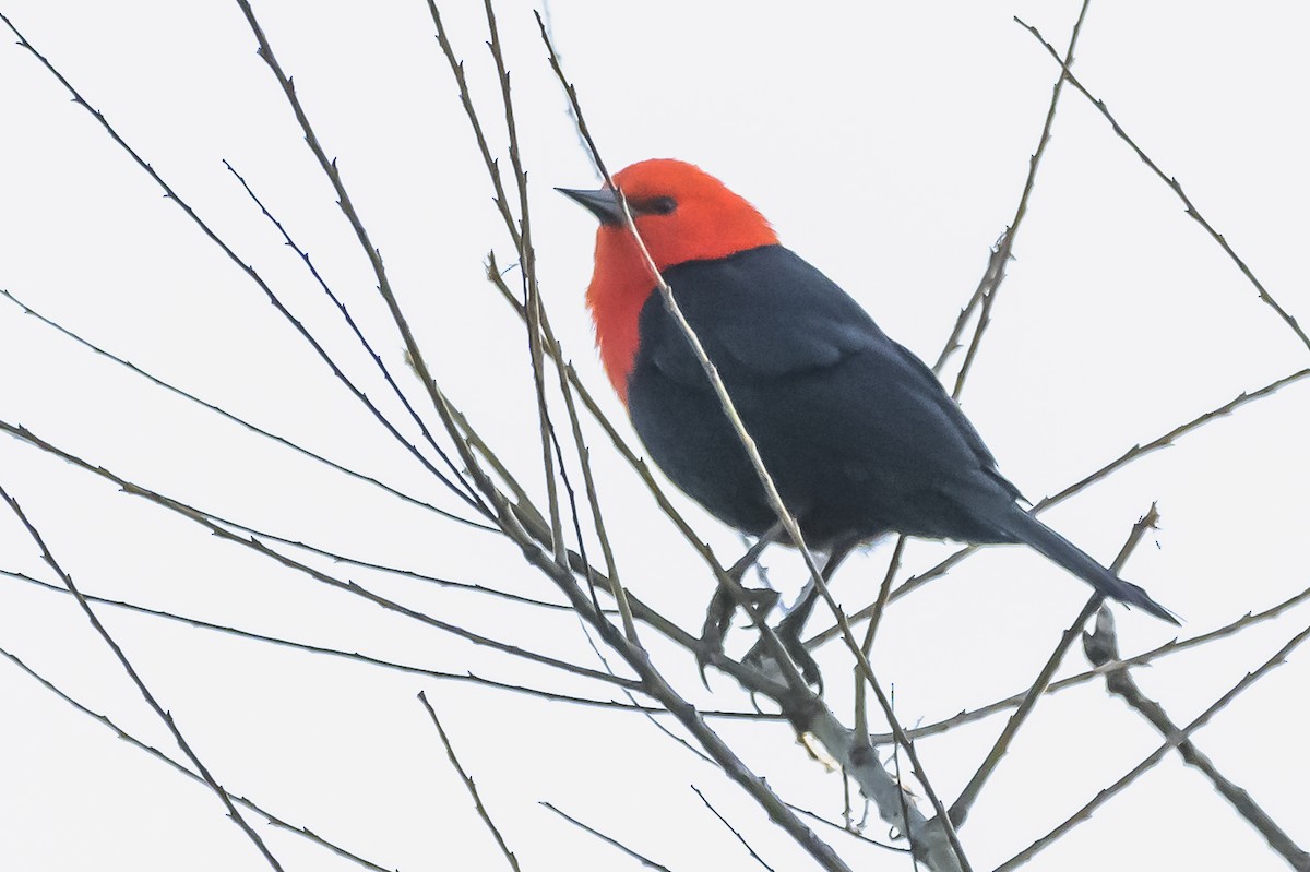 Scarlet-headed Blackbird - ML619503922