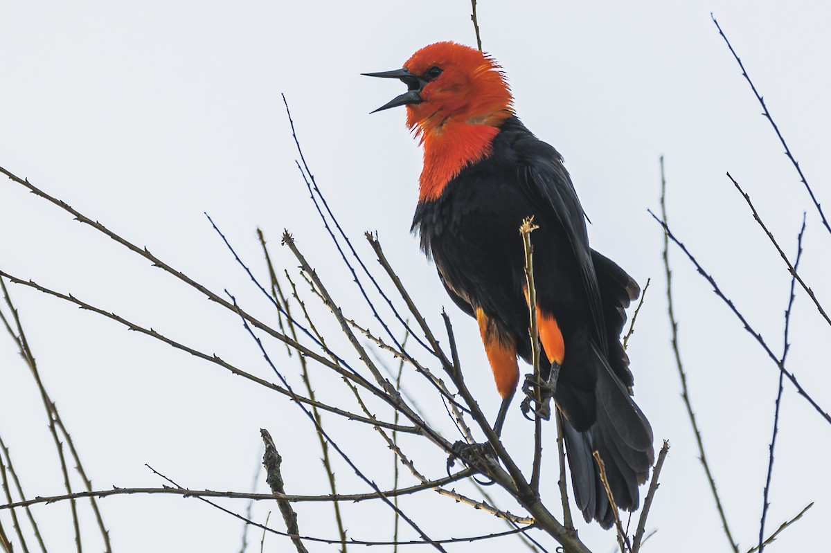 Scarlet-headed Blackbird - ML619503944