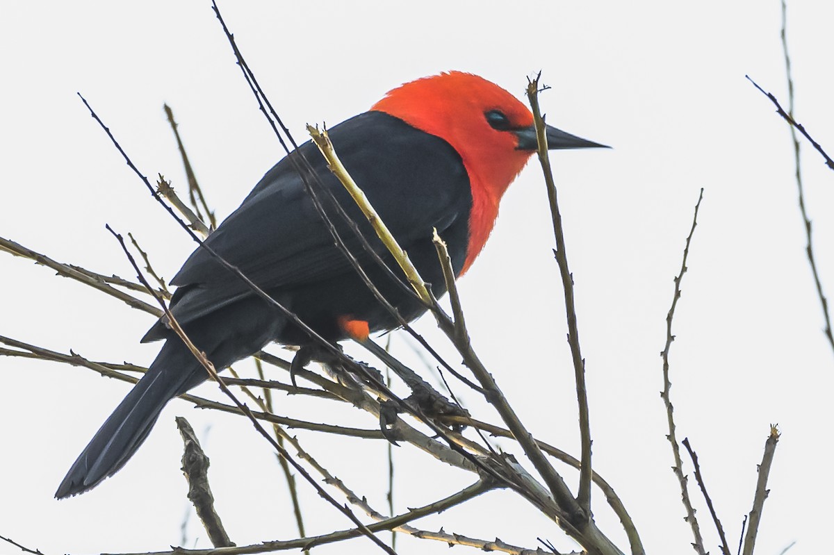 Scarlet-headed Blackbird - ML619503945