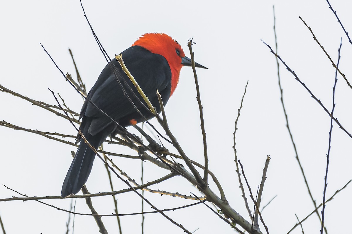 Scarlet-headed Blackbird - ML619503948
