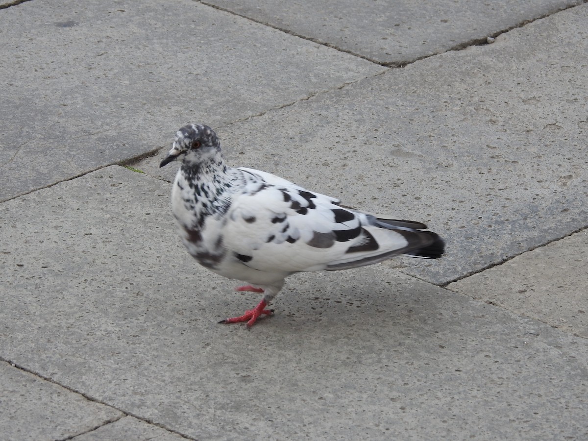 Сизый голубь (Одомашненного типа) - ML619503974