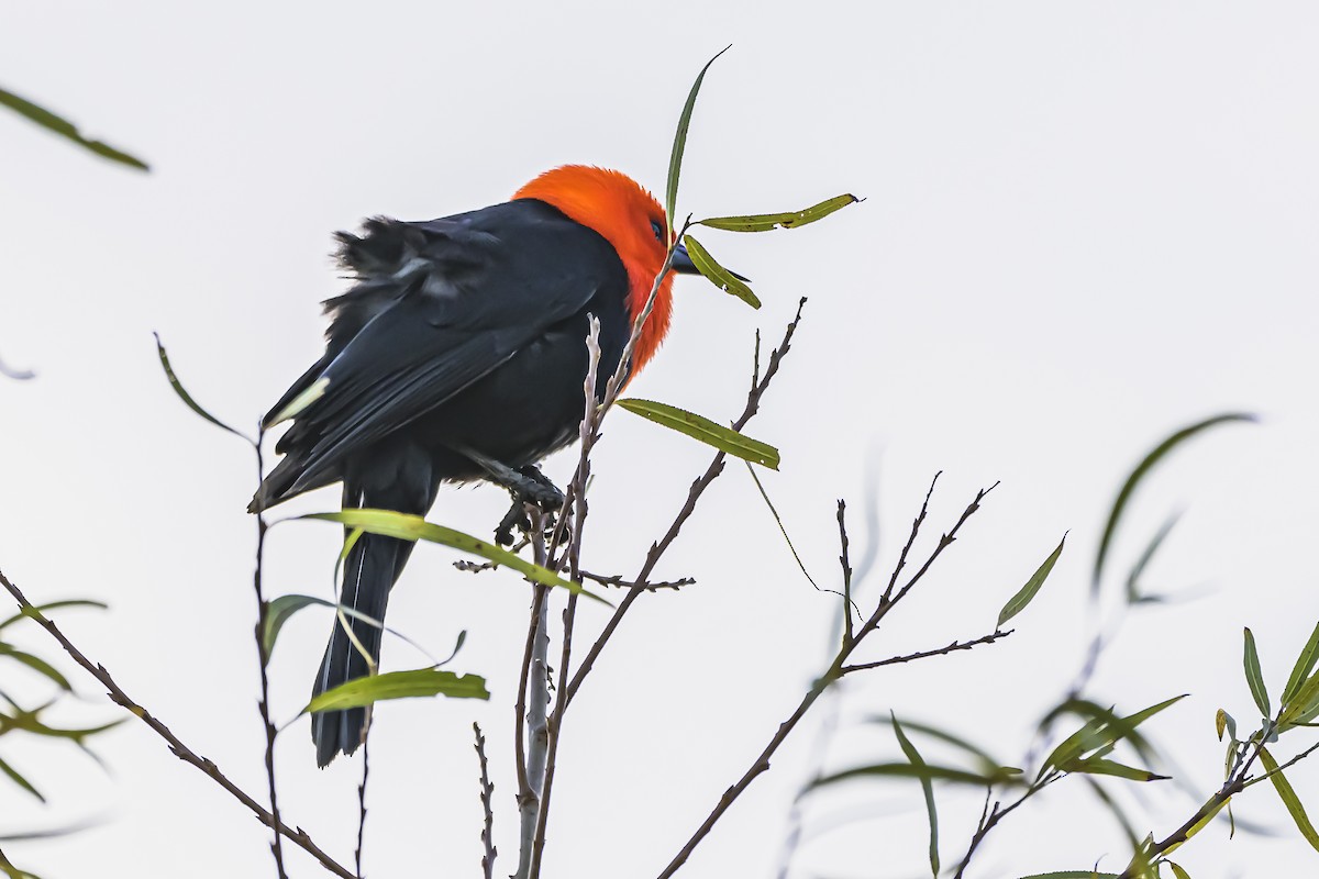 Scarlet-headed Blackbird - ML619503985