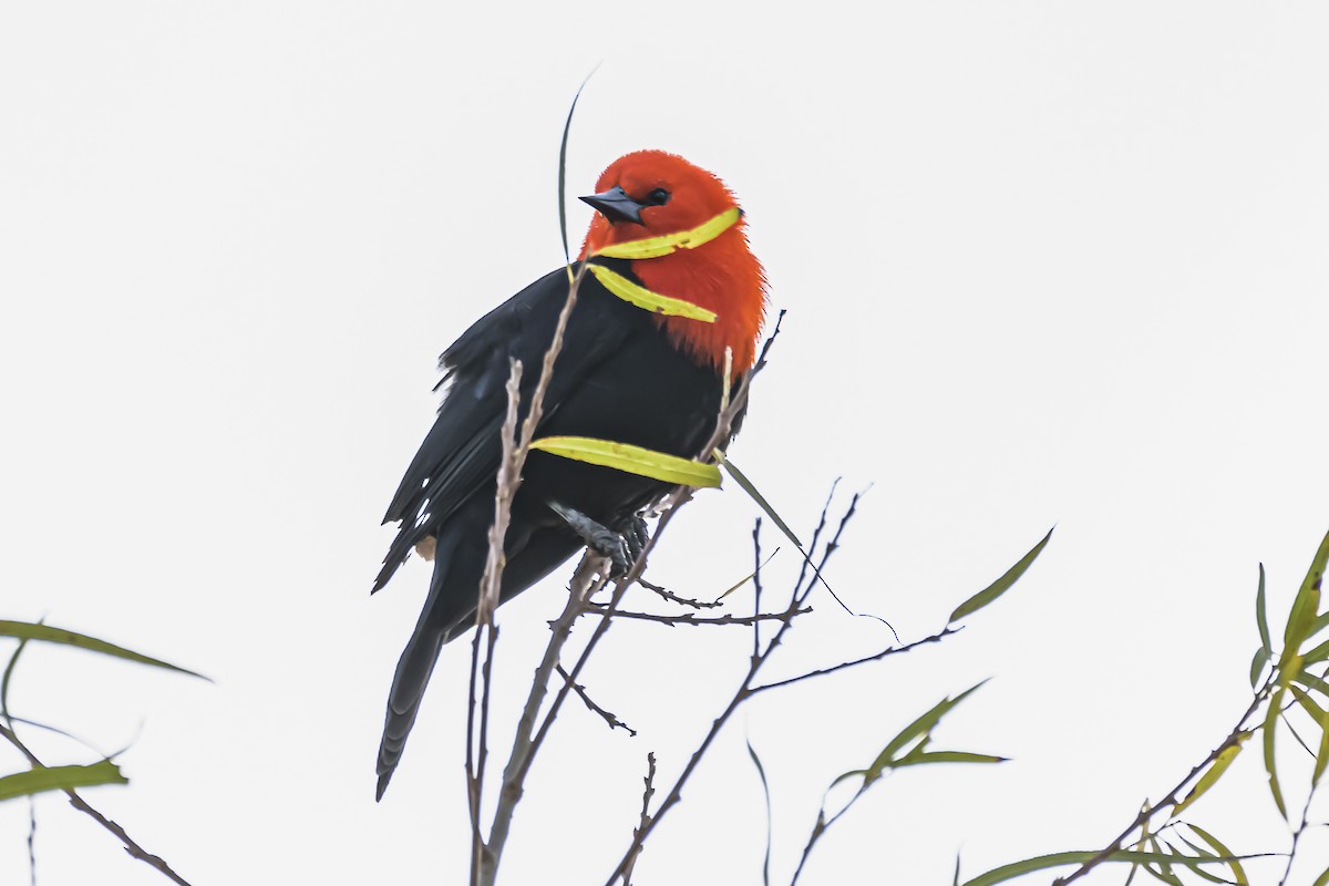Scarlet-headed Blackbird - ML619503986