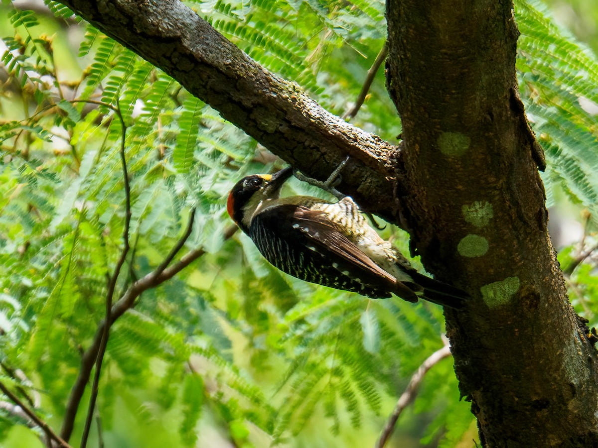 Black-cheeked Woodpecker - ML619504022
