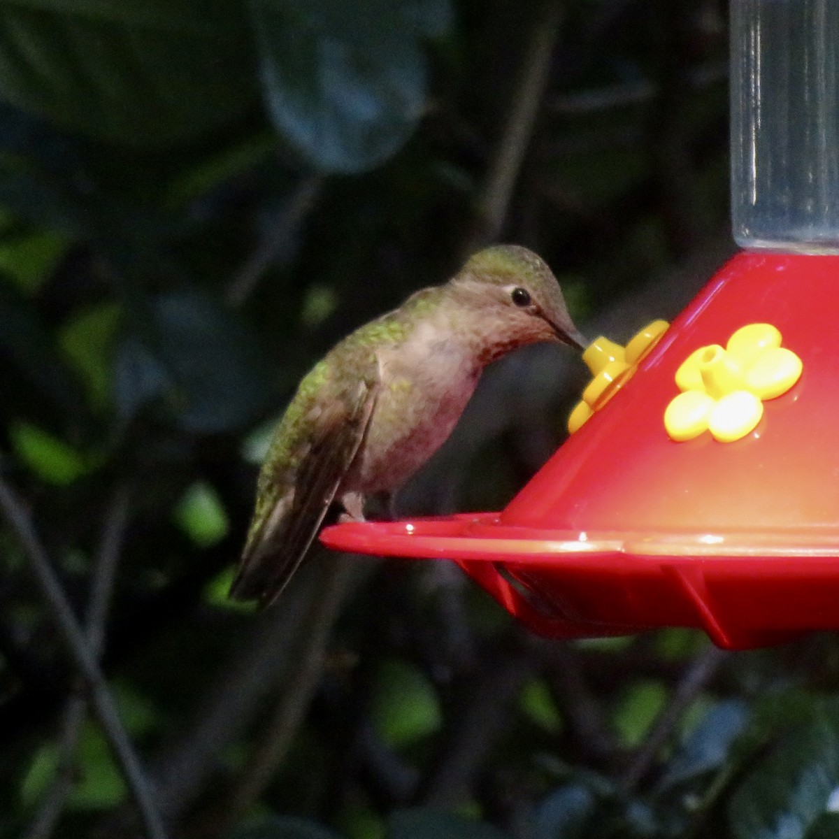 Anna's Hummingbird - ML619504037