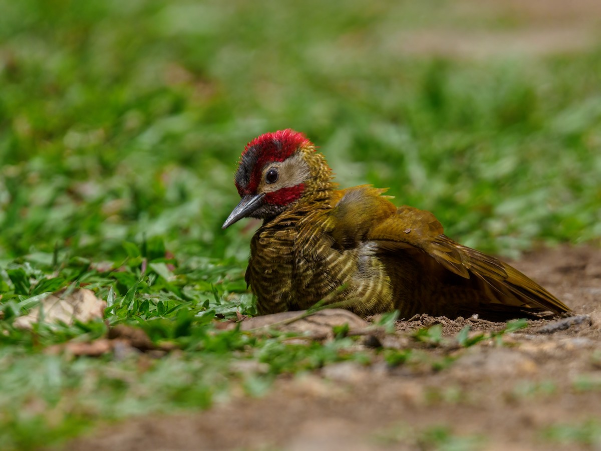 Golden-olive Woodpecker - ML619504056