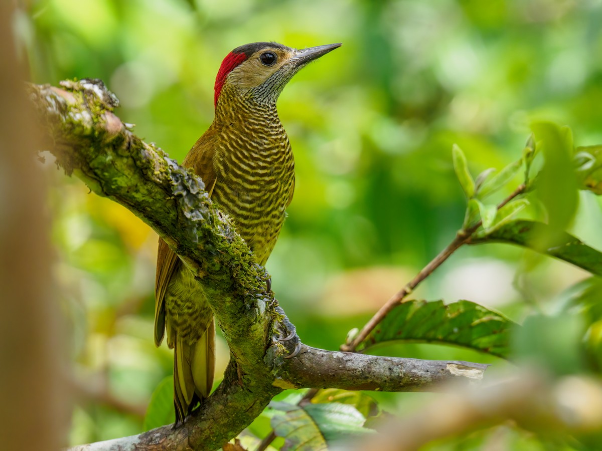 Golden-olive Woodpecker - ML619504057
