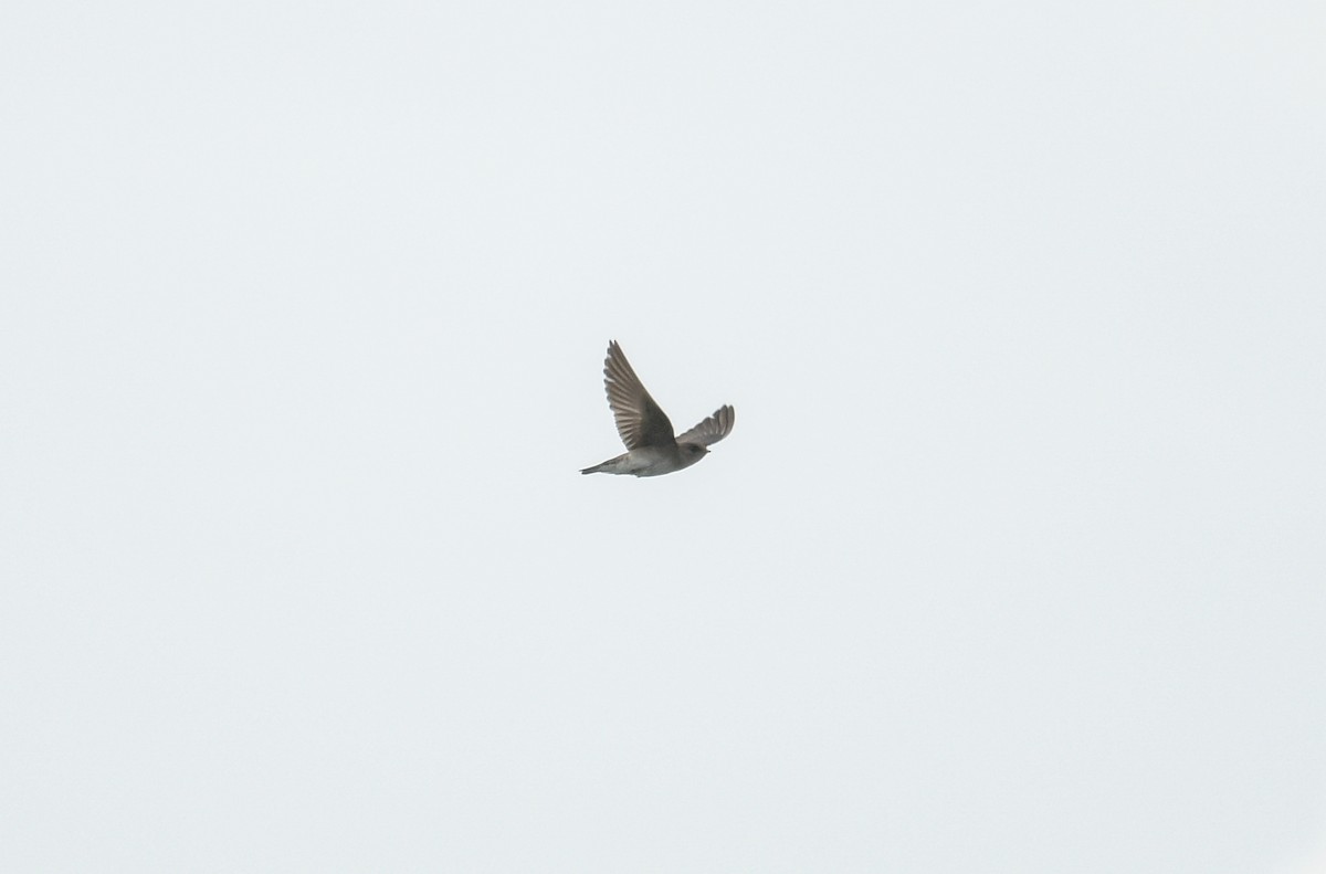 Northern Rough-winged Swallow - ML619504110