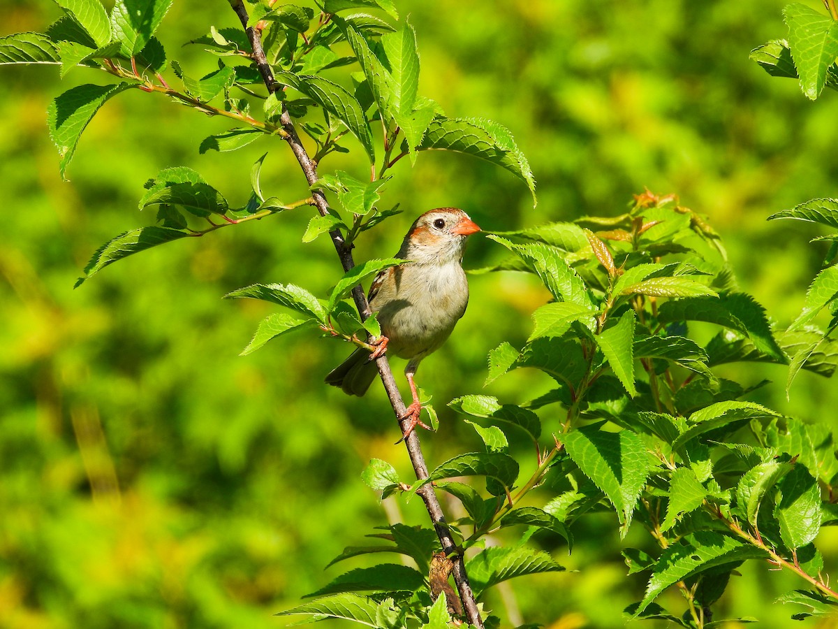 Field Sparrow - ML619504121