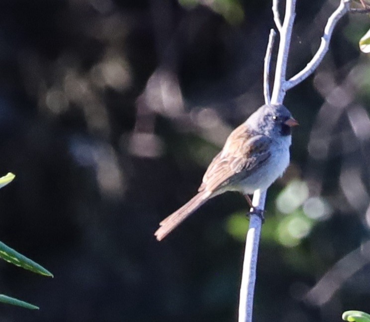 Black-chinned Sparrow - ML619504146