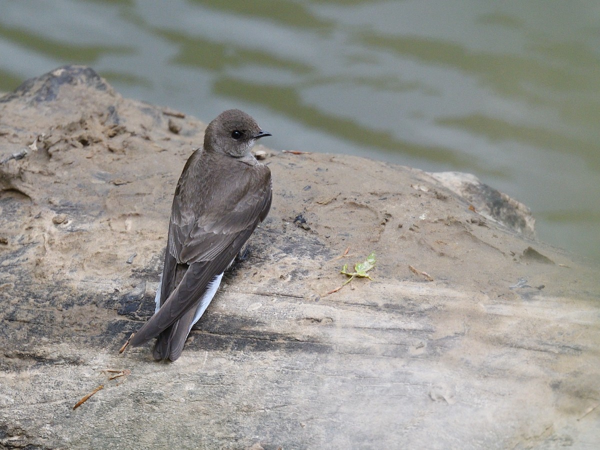 Northern Rough-winged Swallow - ML619504147