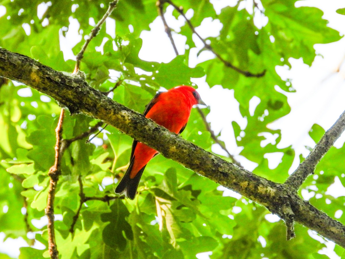 Scarlet Tanager - ML619504168