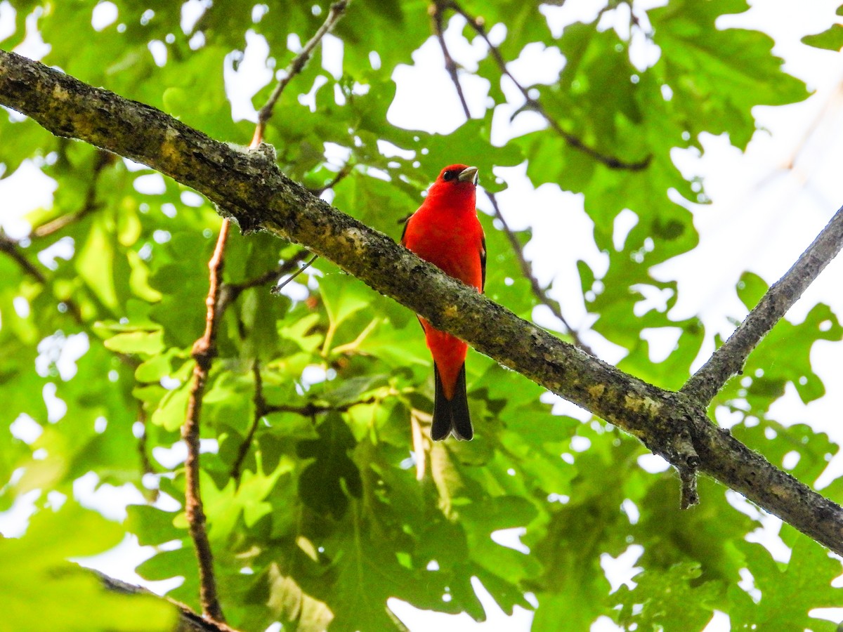 Scarlet Tanager - ML619504170
