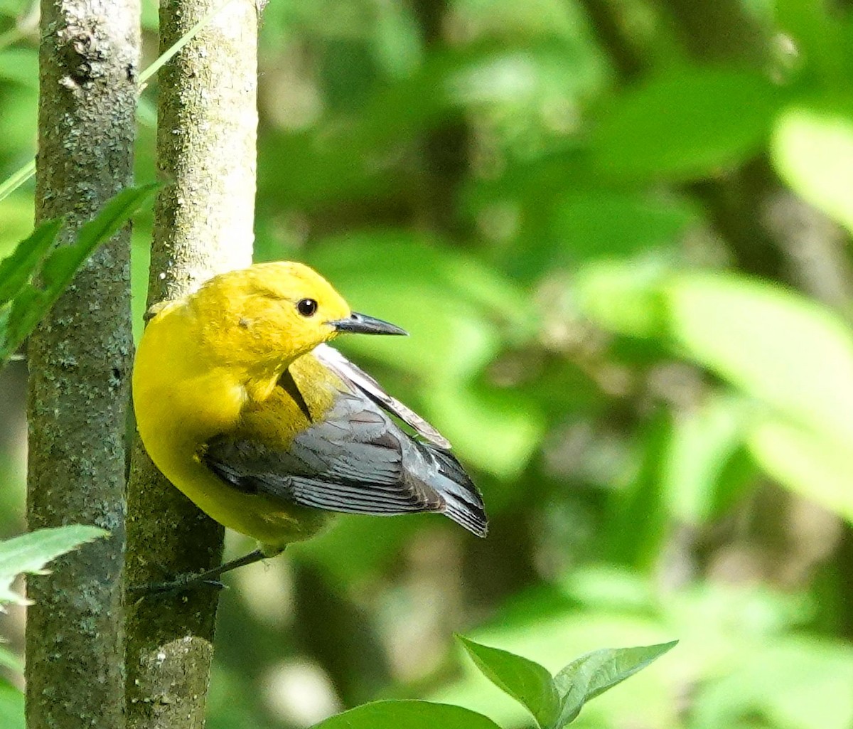 Prothonotary Warbler - ML619504199