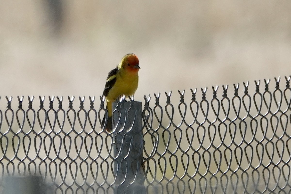 Western Tanager - ML619504219
