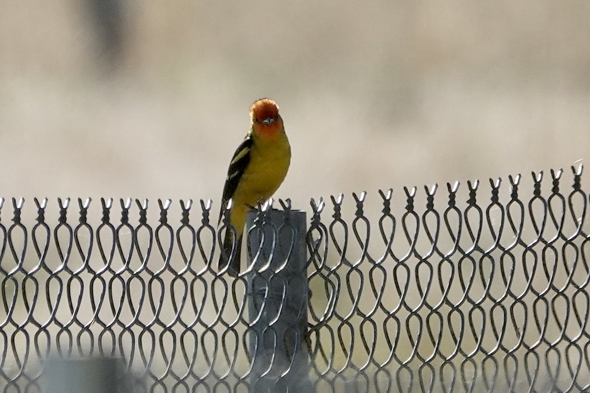Western Tanager - ML619504228