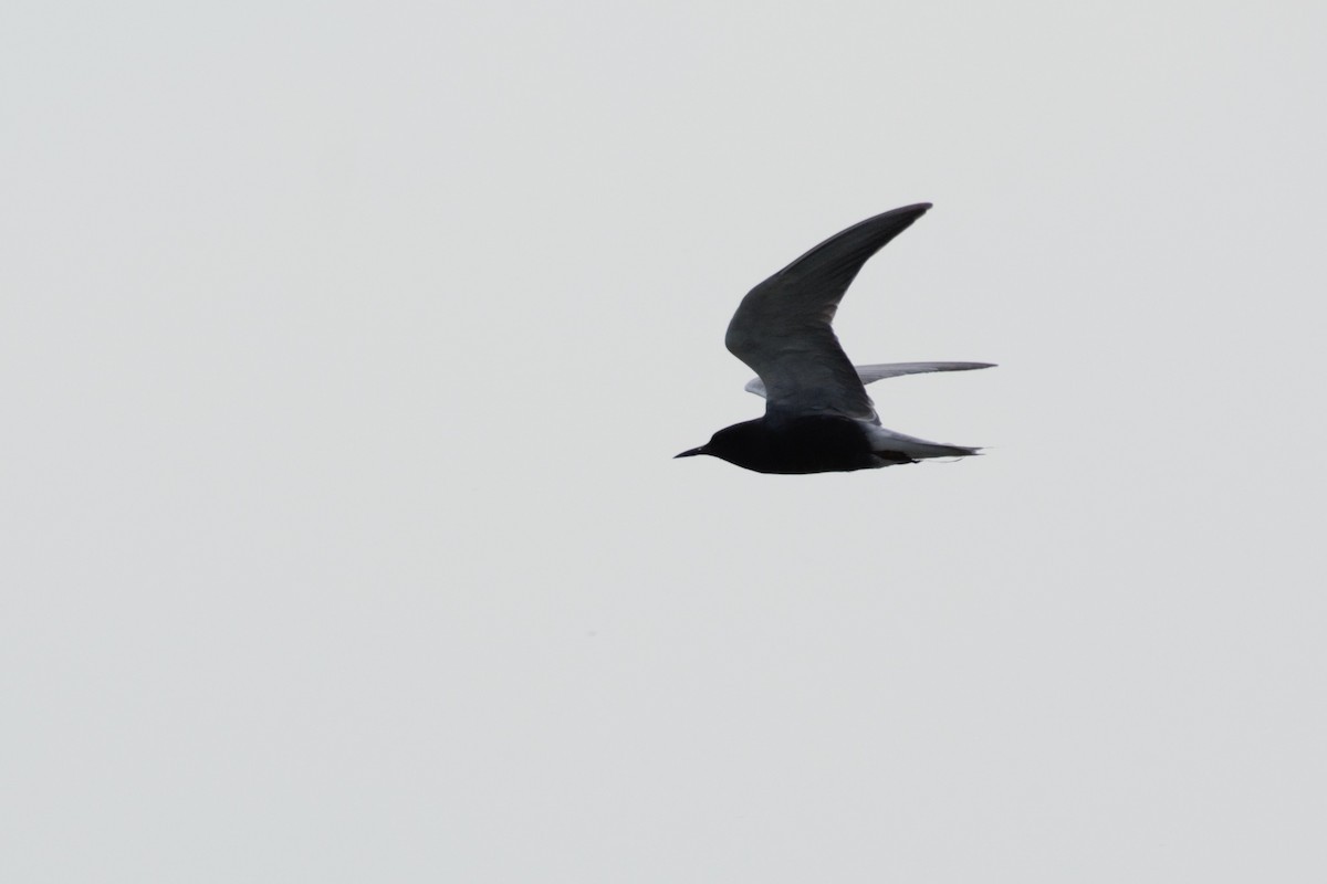 Black Tern (American) - ML619504229