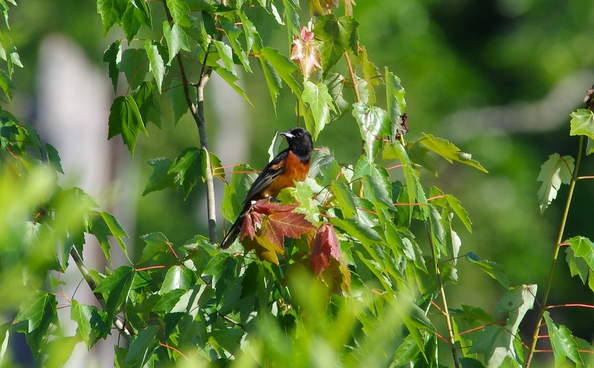 Orchard Oriole - ML619504236